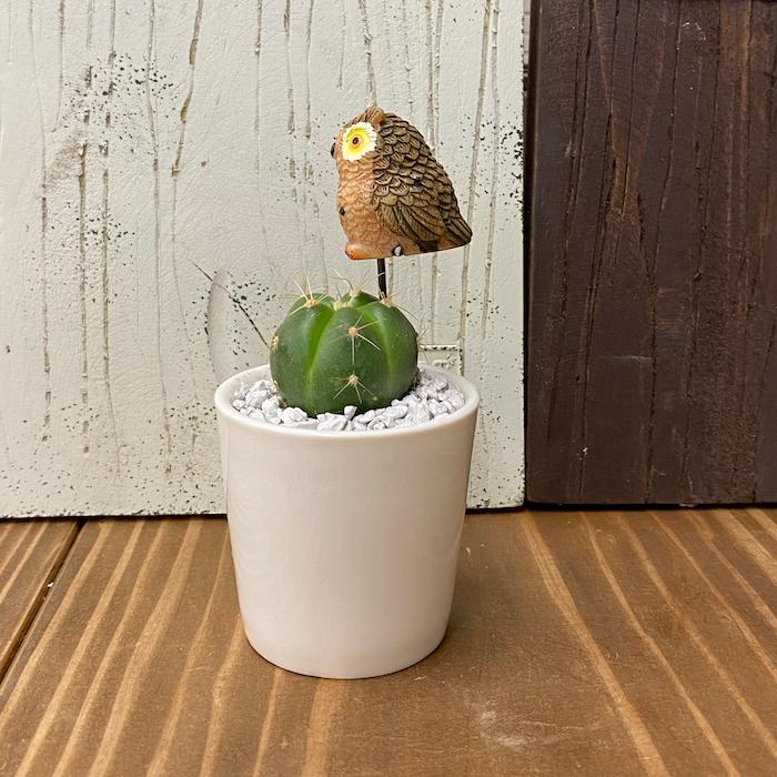 受注生産品 しまうま サボテン 観葉植物 さぼてん カクタス インテリア グリーン ミニチュア かわいい 動物 フィギュア アニマルガーデン フィギュアが選べる 寄せ植え セレウス 電磁波サボテン 舟形大タイプ - 【花とインテリア雑貨 フルール・バザール】-  プレゼント＆ギフトのギフトモール