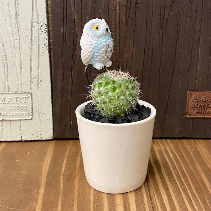 受注生産品 しまうま サボテン 観葉植物 さぼてん カクタス インテリア グリーン ミニチュア かわいい 動物 フィギュア アニマルガーデン フィギュアが選べる 寄せ植え セレウス 電磁波サボテン 舟形大タイプ - 【花とインテリア雑貨 フルール・バザール】-  プレゼント＆ギフトのギフトモール