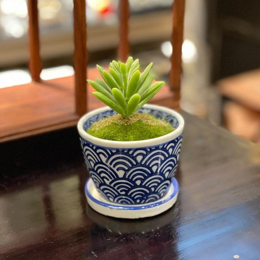 そば猪口型ミニ植木鉢 5種 底穴あり lhr514 受け皿 盆栽 多肉植物 塊根