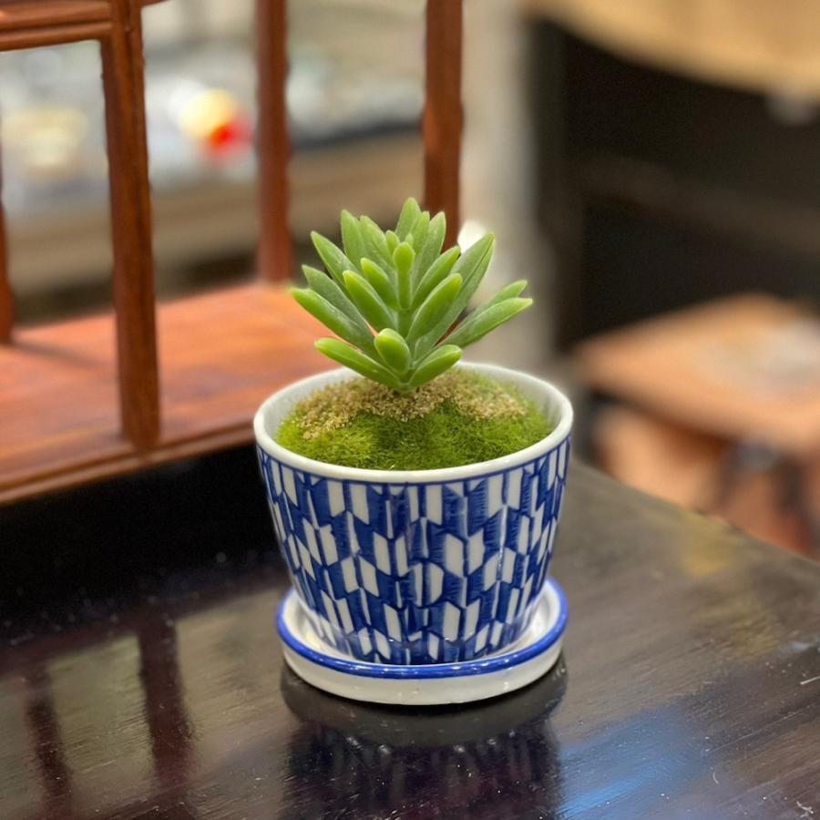 そば猪口型ミニ植木鉢 5種 底穴あり lhr514 受け皿 盆栽 多肉植物 塊根