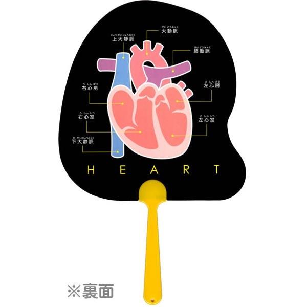 メール便可 人体うちわ 心臓 4112 おもちゃの三洋堂 通販 Yahoo ショッピング