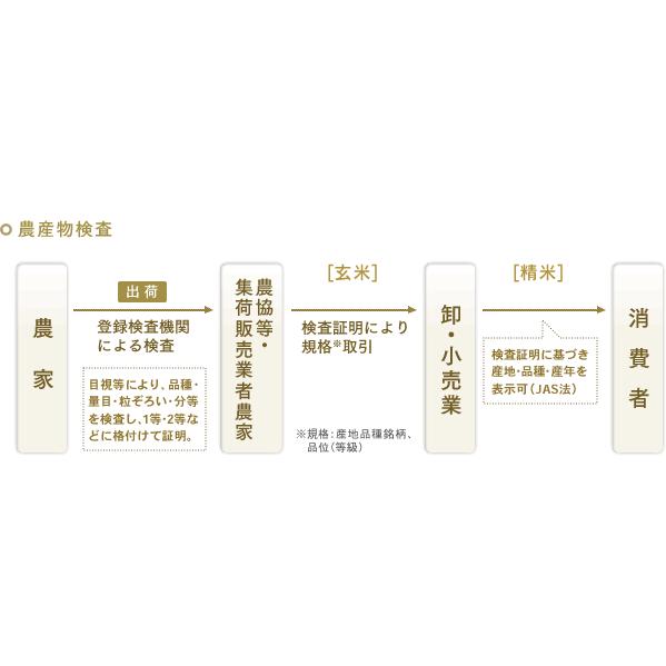 残り１つ令和５年産元気つくし10キロ ○「元気つくし」 白米10kg 福岡県にじ農協 令和7年産: にじ農業協同