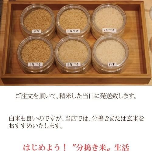 新米 令和５年度産　富山県産 特別栽培米てんたかく 玄米３ｋｇ｜saplie｜05