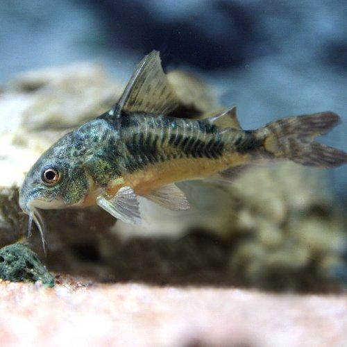 熱帯魚 コリドラス パレアタス 約3cm 50匹 生体 熱帯魚 Comprala Com Ar