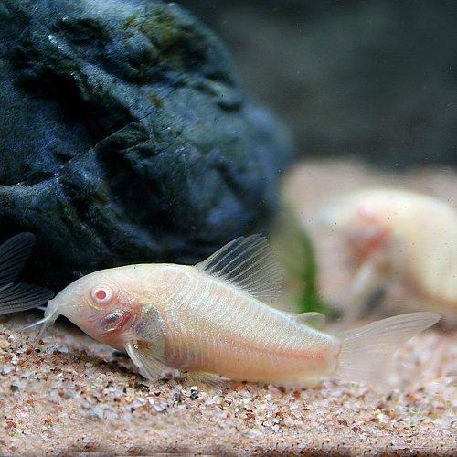 熱帯魚 コリドラス アルビノ アエネウス 約3cm 50匹 生体 熱帯魚 Www Annalindapalladino It
