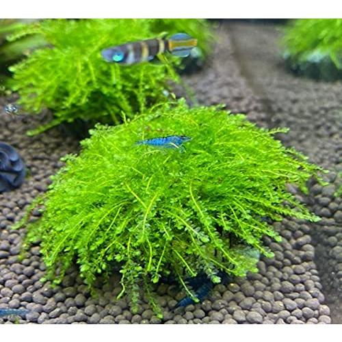 予約販売 生き物 生体 イイ水草市場 ウィーピングモス 玄武岩活着タイプ ライトグリーンが美しいしだれるモス Www Threeriversofs Com