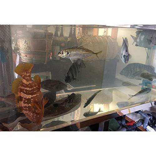 値引きする ナノ バブル Co2 ポンプ ディフューザー マイクロバブル エアレーション 単体 Mbg0065 Black 旋回式微細気泡発生装置 ファイン 養殖 水槽 水草 鯉 金魚 熱帯魚 フィルター ポンプ ろ材 Cityofalamosa Org