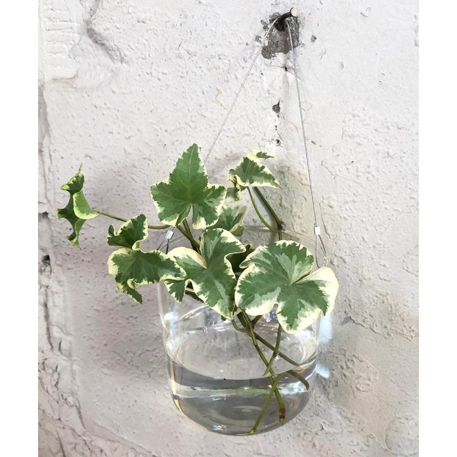 シダ植物 ハンギングプランター付き 楽天市場】観葉植物 シダ植物 トキワシノブ 5号サイズハンギング 吊り