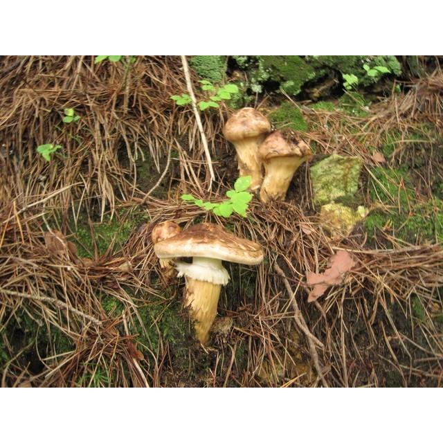 松茸 １㌔　岐阜県産 松茸 200g 極上品 つぼみ 中開き 国産 マツタケ 岐阜県産