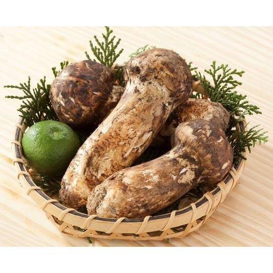 松茸 １㌔　岐阜県産 松茸 200g 極上品 つぼみ 中開き 国産 マツタケ 岐阜県産