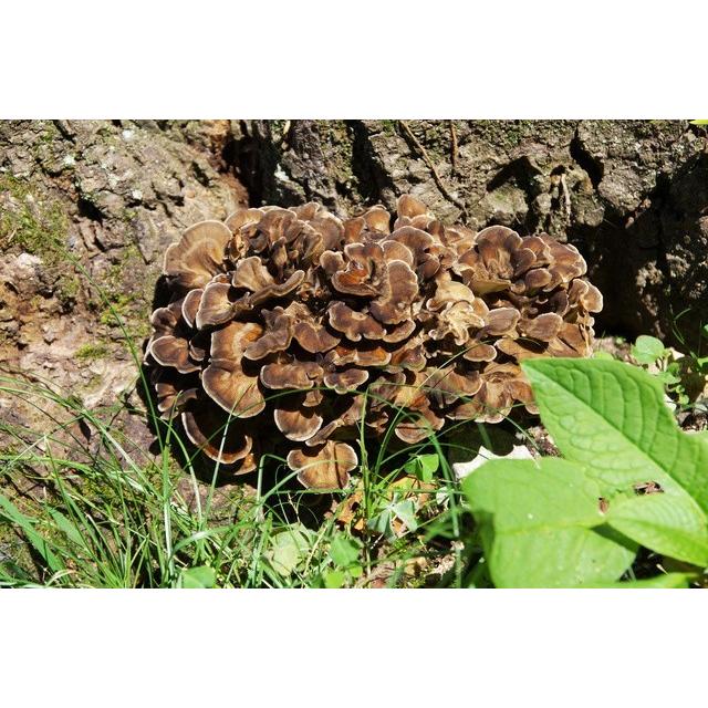 天然 舞茸 300g 国産 天然きのこ 天然舞茸 飛騨産 : さるぼぼ山菜便