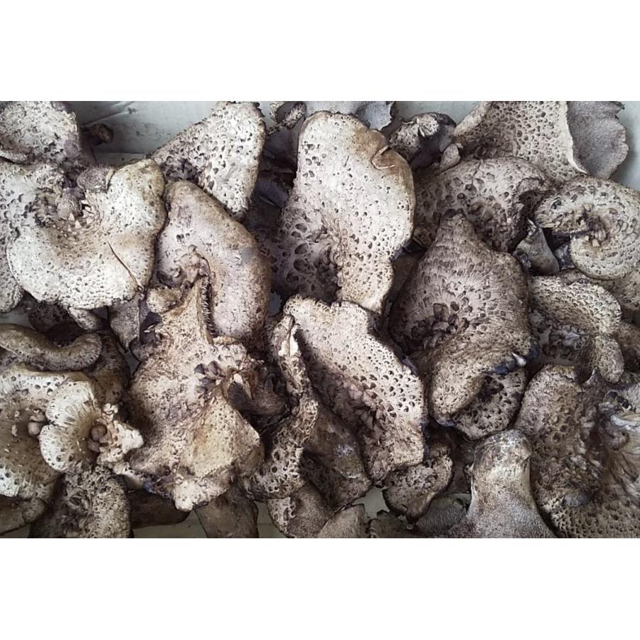 香茸 コウタケ 獅子茸 いのはな きのこ 500g 天然きのこ 岐阜県産