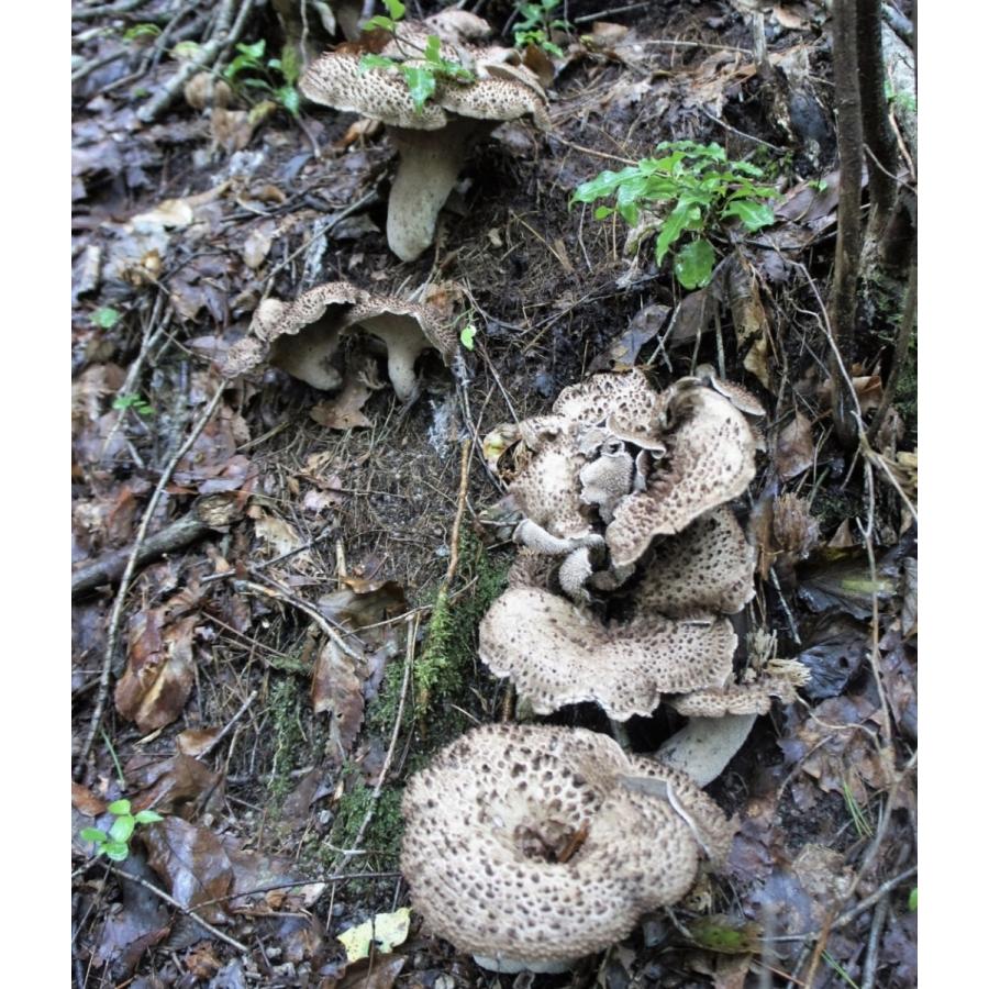 香茸 コウタケ 獅子茸 いのはな きのこ 200g 天然きのこ 岐阜県産