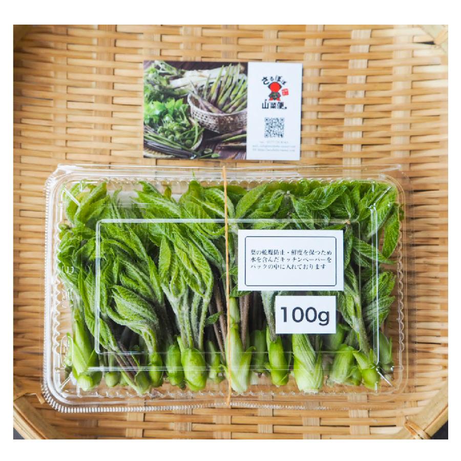 こしあぶら 1kg 天然山菜 コシアブラ 飛騨高山産の画像