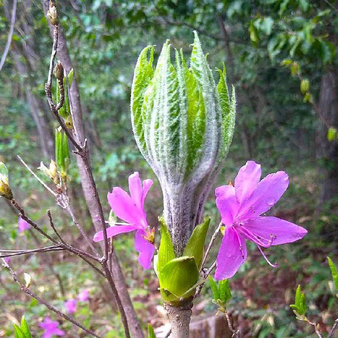 こしあぶら 1kg 天然山菜 コシアブラ 飛騨高山産の画像