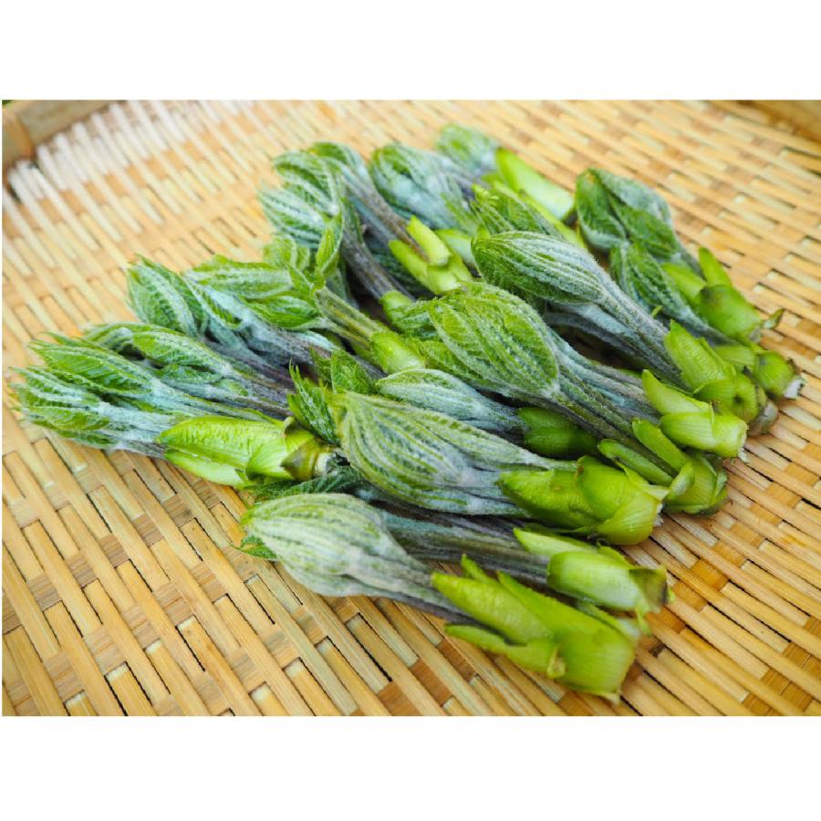 こしあぶら 1kg 天然山菜 コシアブラ 飛騨高山産の画像