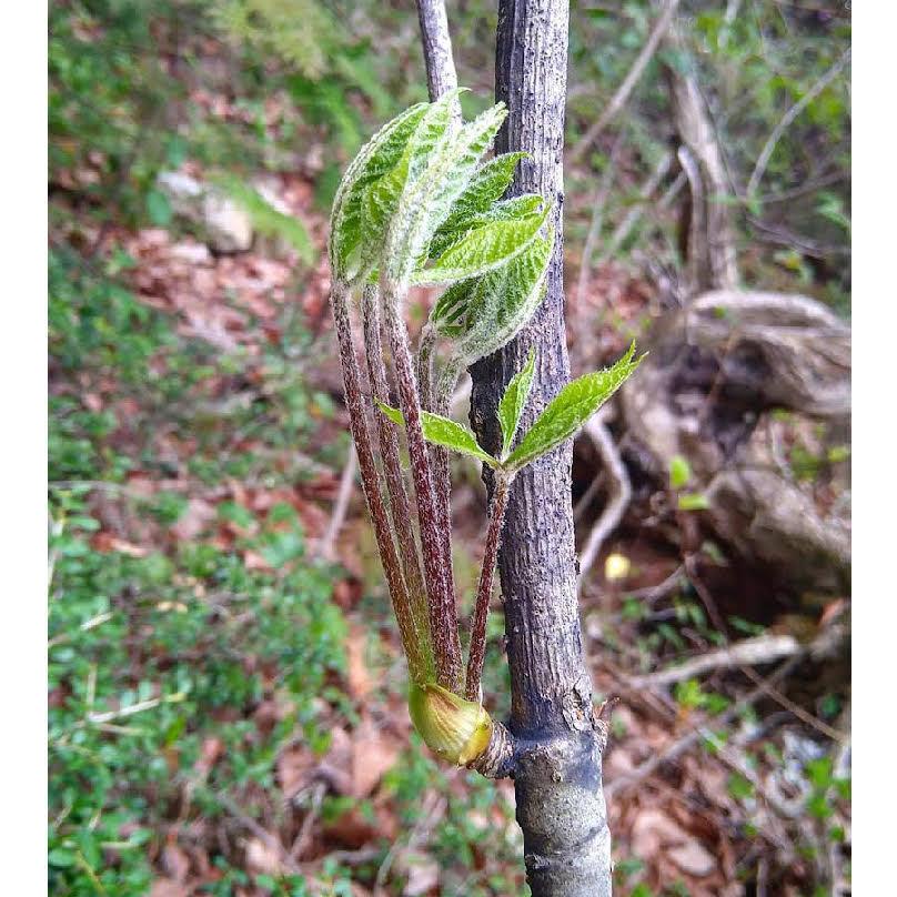 こしあぶら 1kg 天然山菜 コシアブラ 飛騨高山産の画像