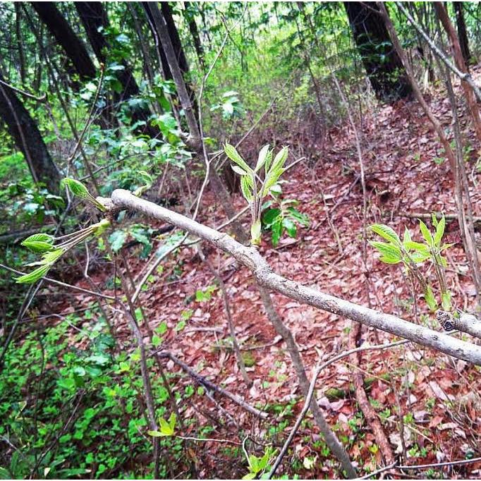 こしあぶら 1kg 天然山菜 コシアブラ 飛騨高山産の画像
