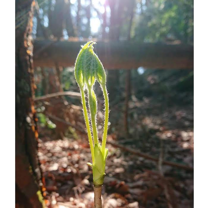 筆葉限定 こしあぶら 500g 天然山菜 コシアブラ 飛騨高山産の画像