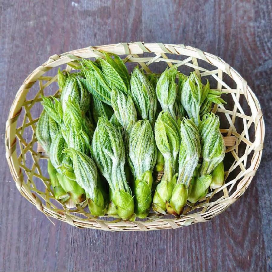 筆葉限定 こしあぶら 1kg 天然山菜 コシアブラ 飛騨高山産の画像
