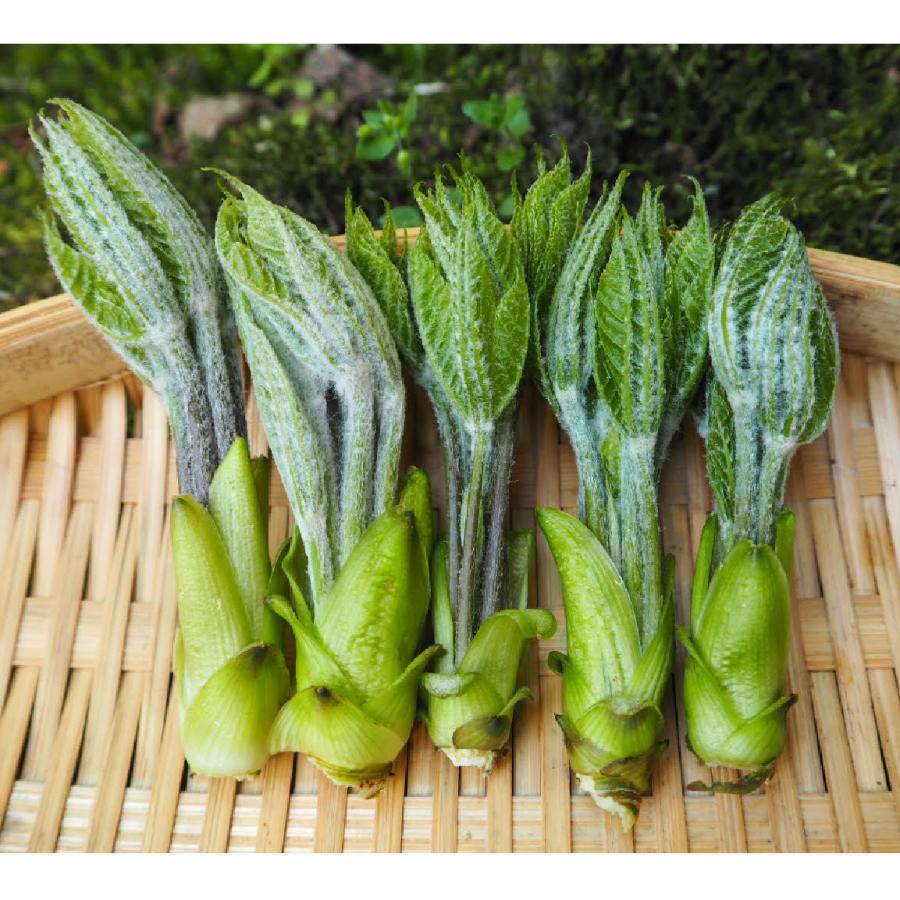 筆葉限定 こしあぶら 1kg 天然山菜 コシアブラ 飛騨高山産の画像
