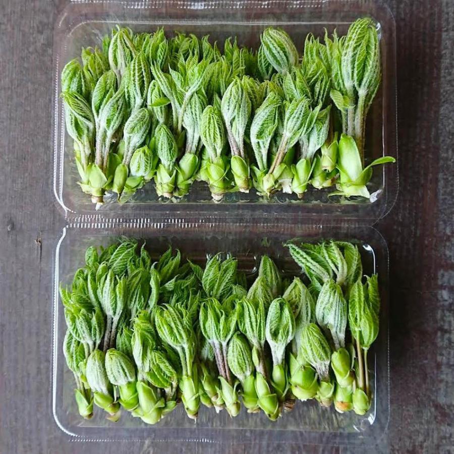 筆葉限定 こしあぶら 1kg 天然山菜 コシアブラ 飛騨高山産の画像