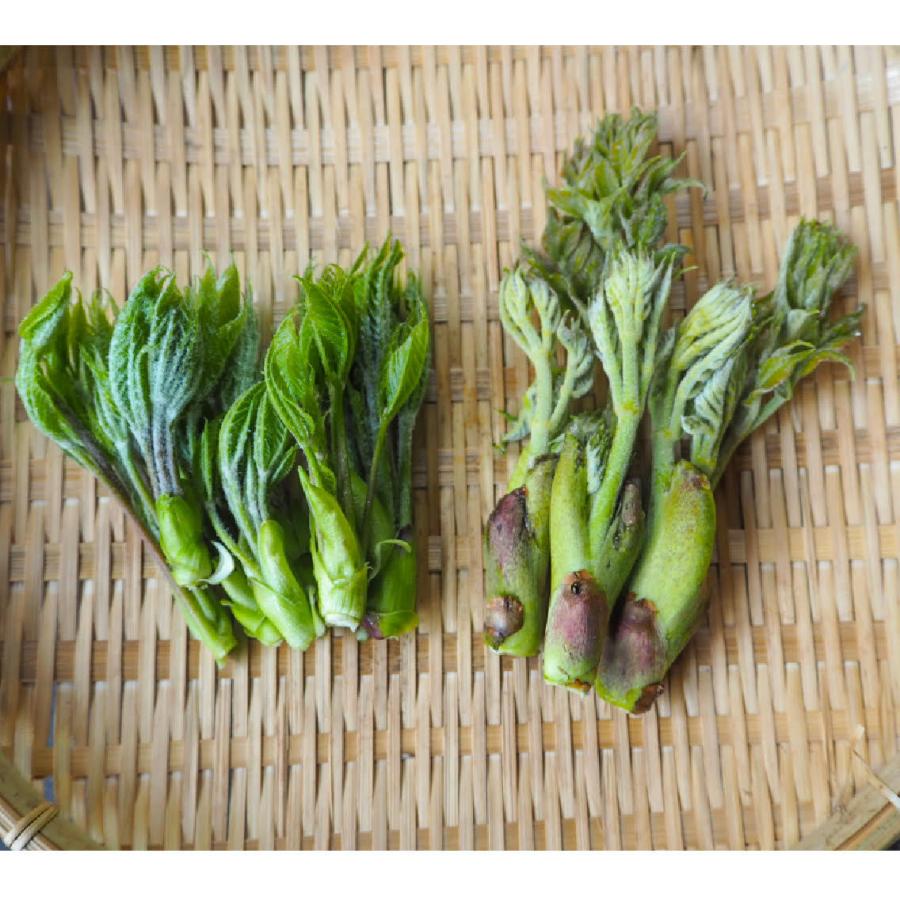 こしあぶら たらの芽 食べ比べセット 300g 山菜セット 天然山菜 飛騨高山産 Sarubobo Sansai027 さるぼぼ山菜便 通販 Yahoo ショッピング
