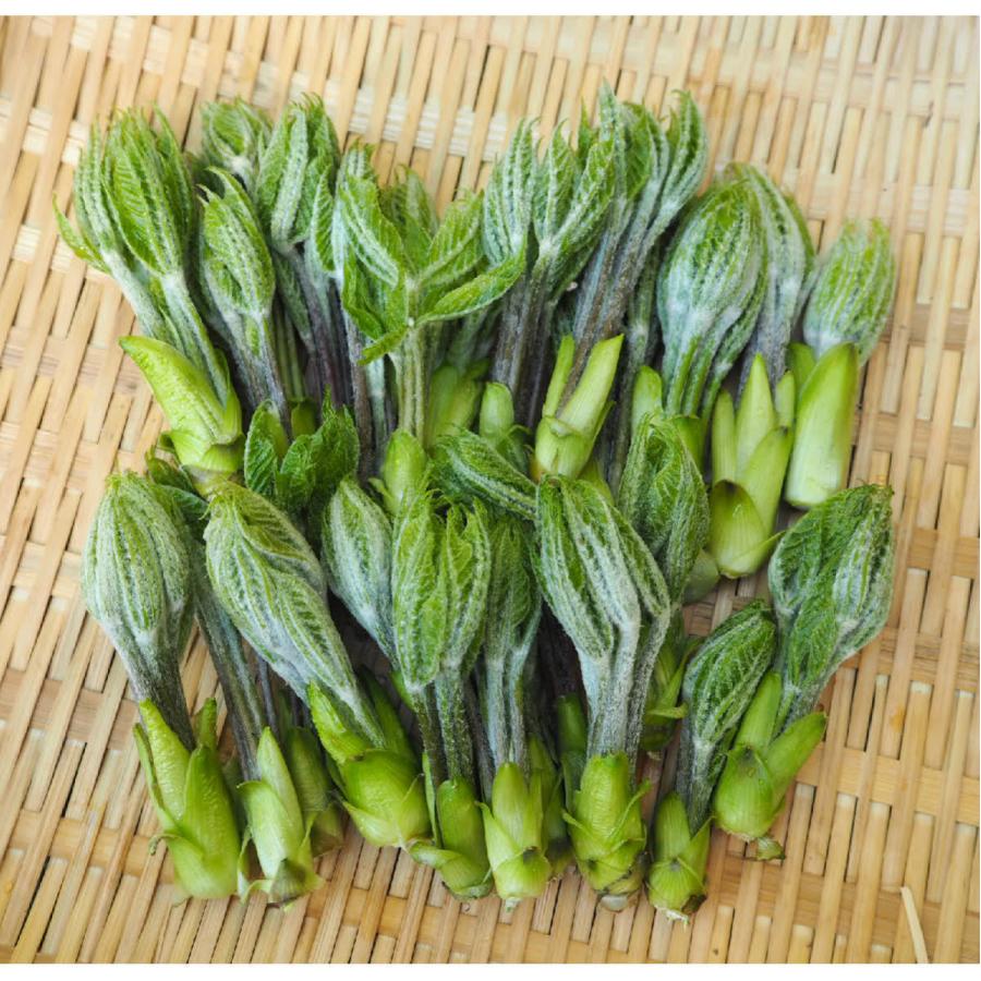こしあぶら たらの芽 食べ比べセット 1kg 山菜セット 天然山菜 飛騨高山産の画像