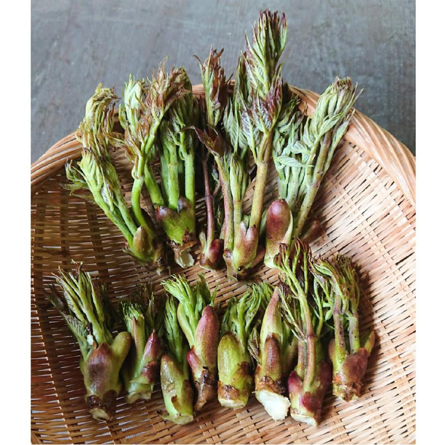 たらの芽 300g 天然山菜 タラの芽 飛騨高山産 新着商品 山菜