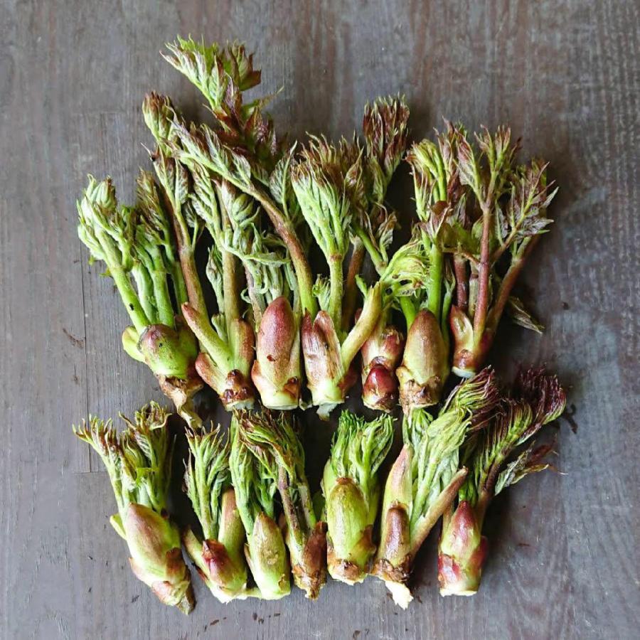 たらの芽 1kg 天然山菜 タラの芽 山菜 飛騨高山産の画像