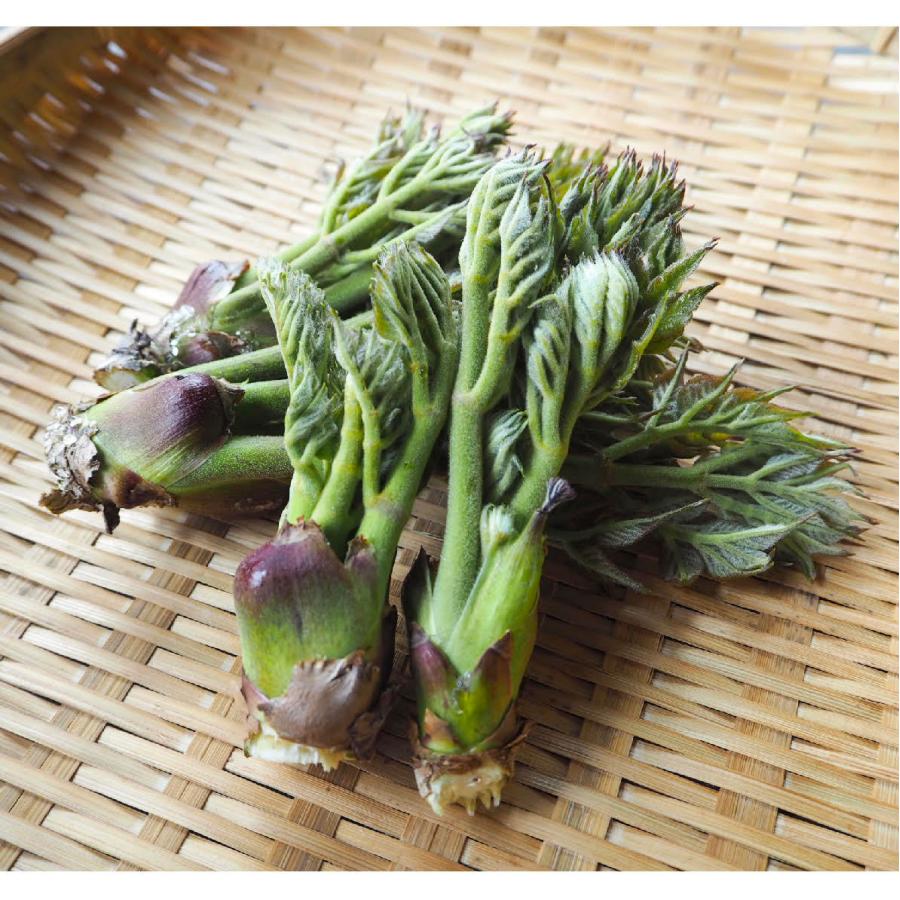 たらの芽 1kg 天然山菜 タラの芽 山菜 飛騨高山産の画像