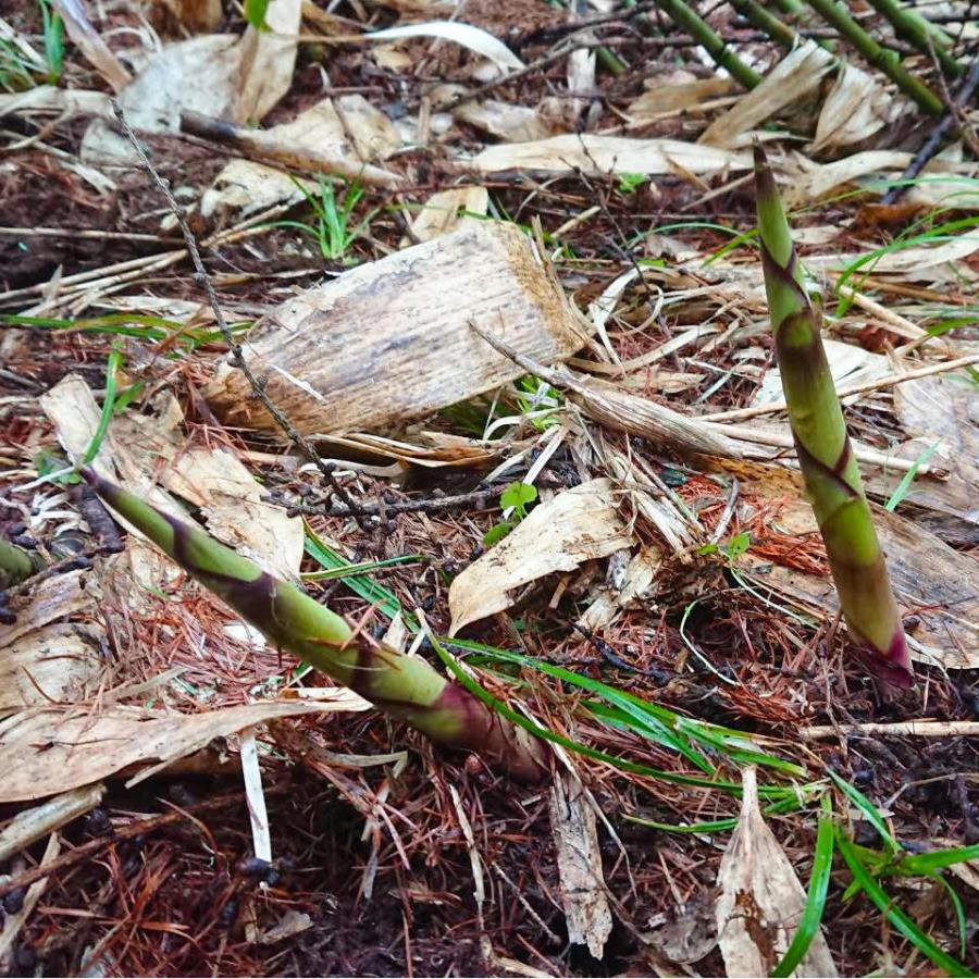 根曲がり竹 姫竹 5kg 天然山菜 飛騨高山産 岐阜県高山市の画像