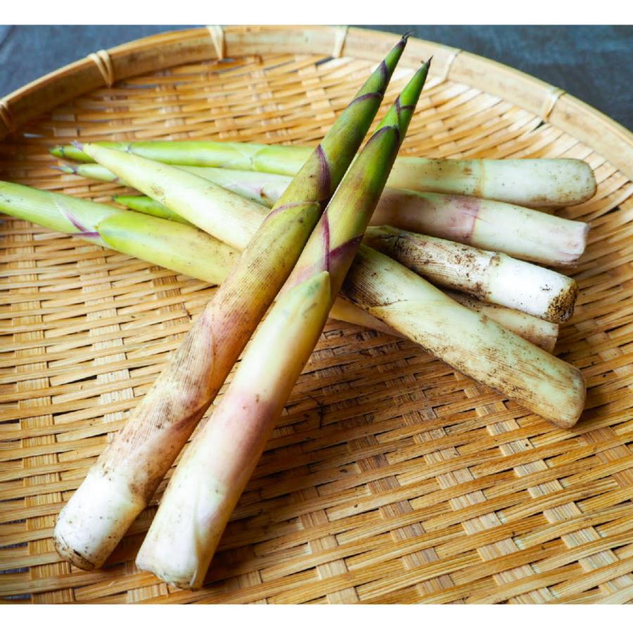 根曲がり竹 姫竹 5kg 天然山菜 飛騨高山産 岐阜県高山市 Sarubobo Sansai045 さるぼぼ山菜便 通販 Yahoo ショッピング