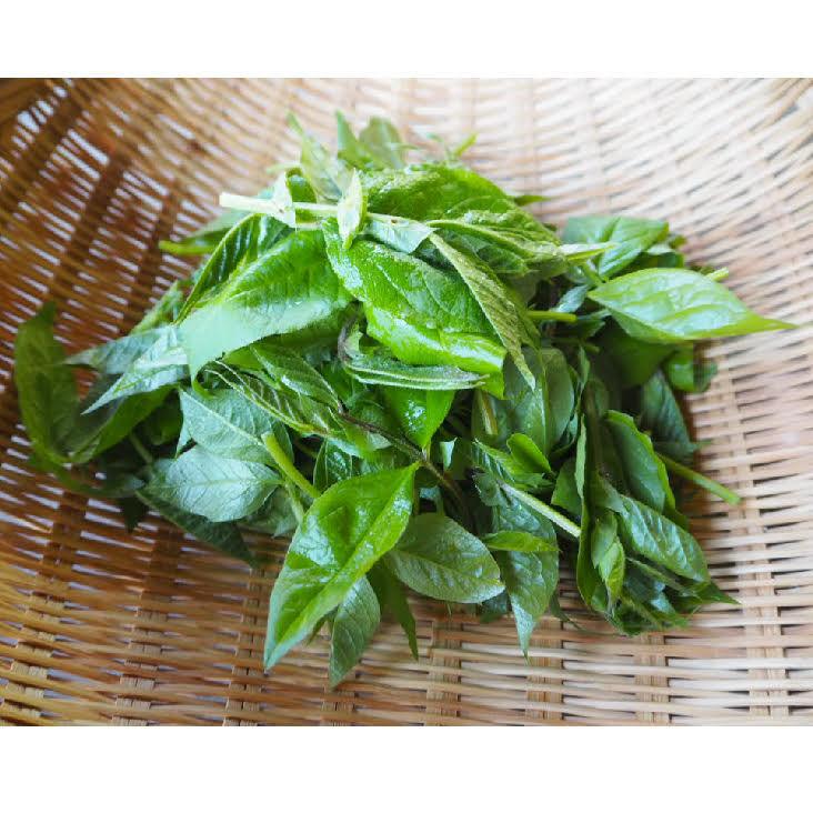 あずきな 1kg ナンテンハギ あずき菜 小豆菜 天然 山菜 南天萩 アズキナ 飛騨高山産