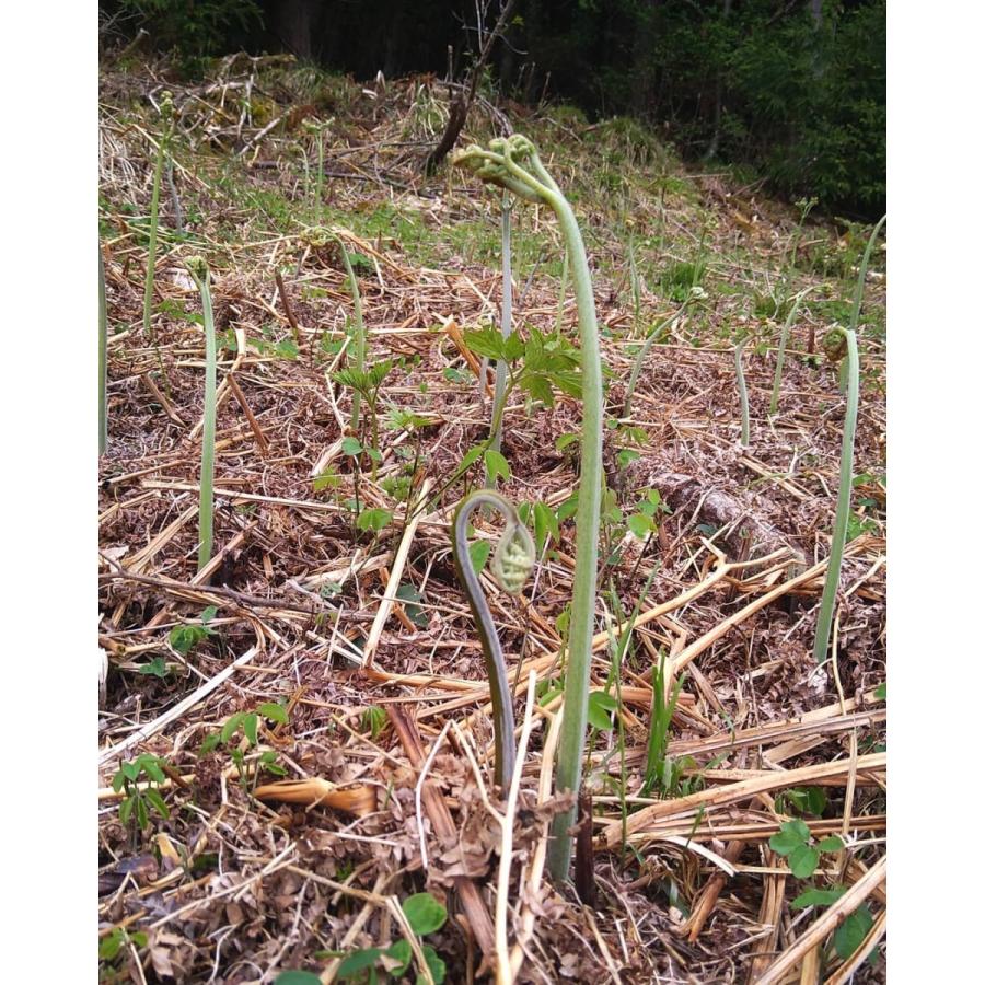 わらび 2kg 天然山菜 蕨 ワラビ 山菜 飛騨高山産 岐阜県高山市｜sarubobo-sansai｜02