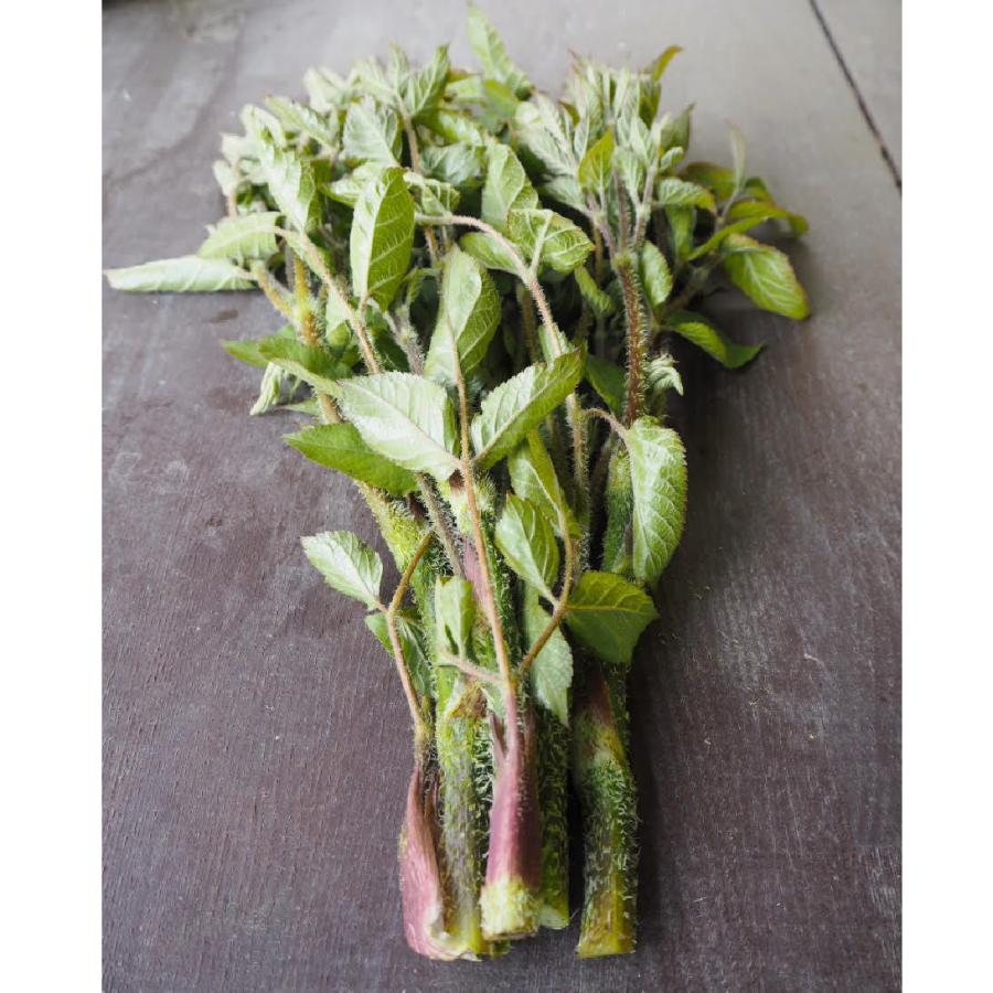 今月限定 特別大特価 天然 山うど 1kg 山独活 山ウド 山菜 天然山菜 飛騨高山産地 日本産 Www Sei Ba Gov Br