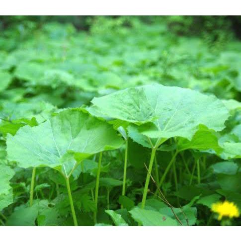 山蕗 1kg 天然山菜 山ぶき フキ やまぶき ヤマフキ 飛騨高山産