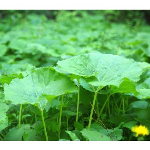山蕗 2kg 天然山菜 山ぶき フキ やまぶき ヤマフキ 飛騨高山産