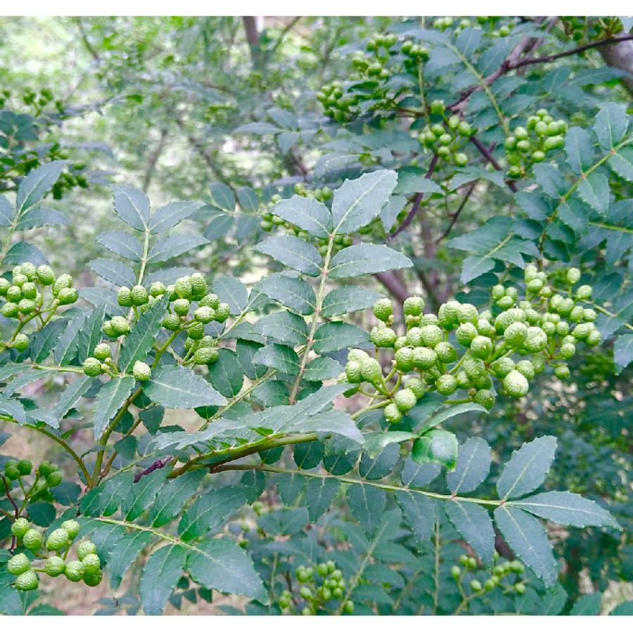 青実山椒 青山椒 生山椒 300g 無農薬 実山椒 飛騨高山産 : さるぼぼ