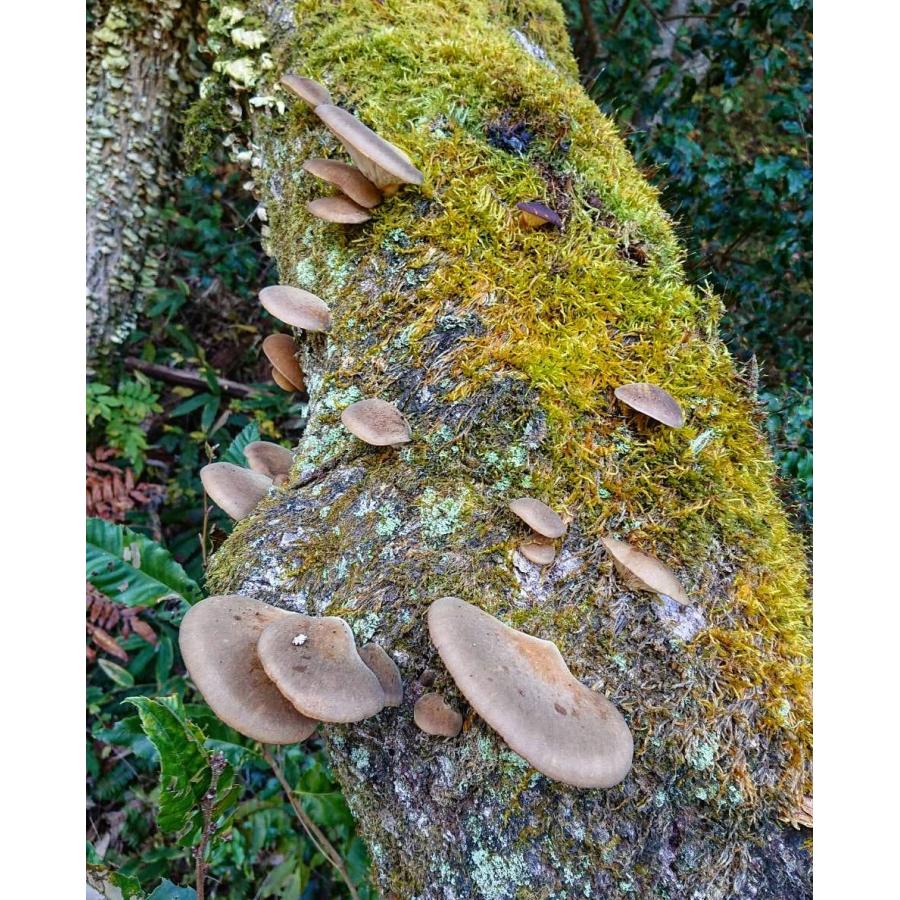 ムキタケ 1kg ムクダイ 天然きのこ 山のフカヒレ 飛騨産 : さるぼぼ山菜便 - 通販 - Yahoo!ショッピング