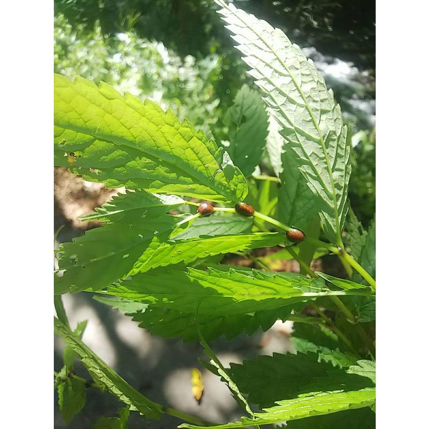 天然みずの実 500g ミズのむかご みずこぶ 飛騨高山産 : さるぼぼ山菜
