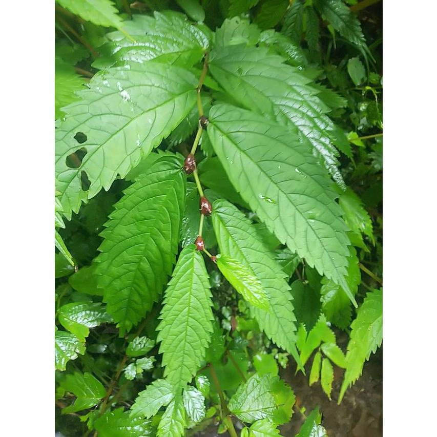 天然みずの実 500g ミズのむかご みずこぶ 飛騨高山産 : さるぼぼ山菜