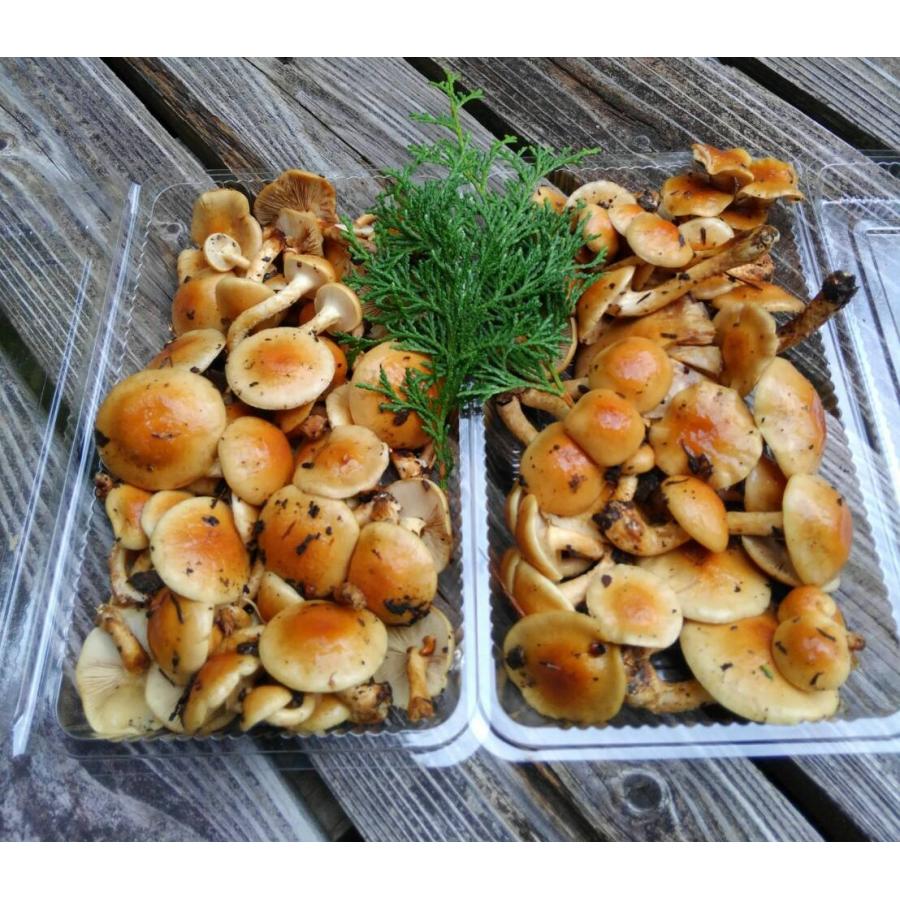天然ナメコ なめこ 天然 1kg 天然きのこ 岐阜県産 : さるぼぼ山菜便