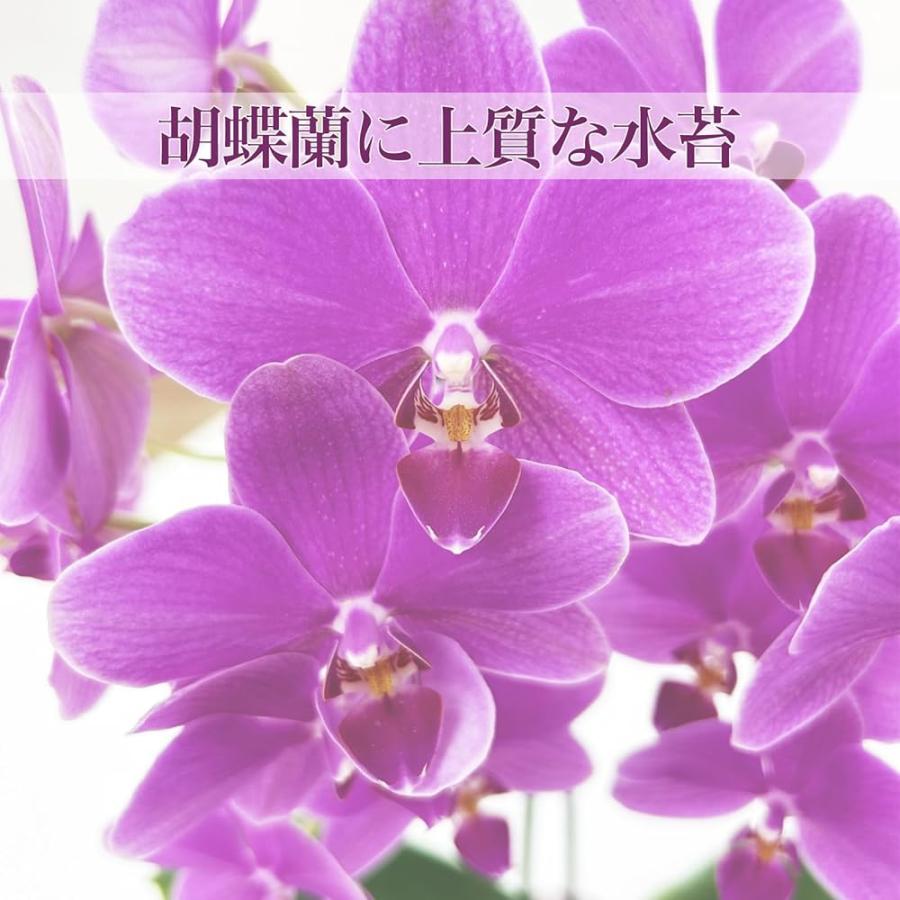 水苔 ニュージーランド産 150g 3個 AAA ニュージーランド ミズゴケ
