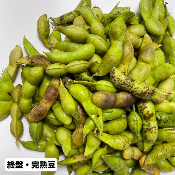 丹波黒枝豆 2025年丹波篠山産 (バラ)さや500g袋 晩摘 : 篠山食料品店