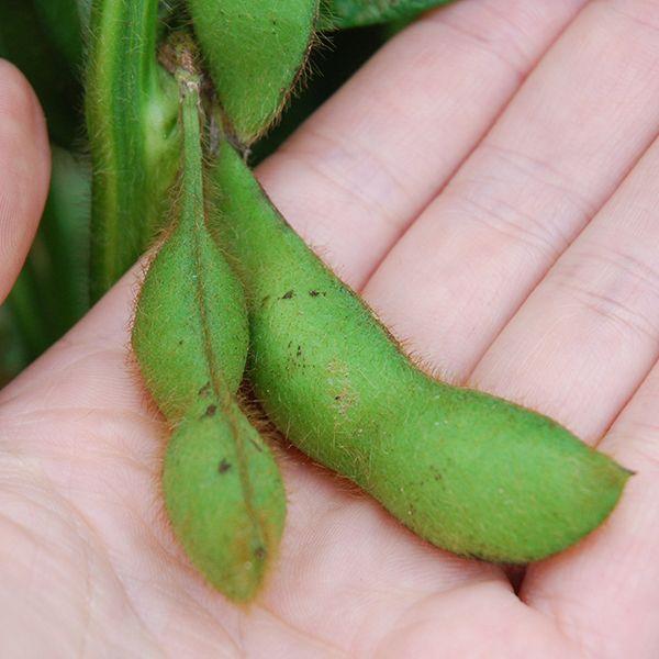 丹波黒枝豆 丹波篠山産（1kg×5束） : 篠山食料品店 - 通販 - Yahoo