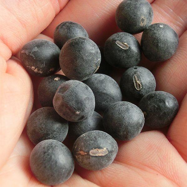 丹波黒豆/丹波篠山産 特選大粒 300g(2025年産） : 篠山食料品店 - 通販