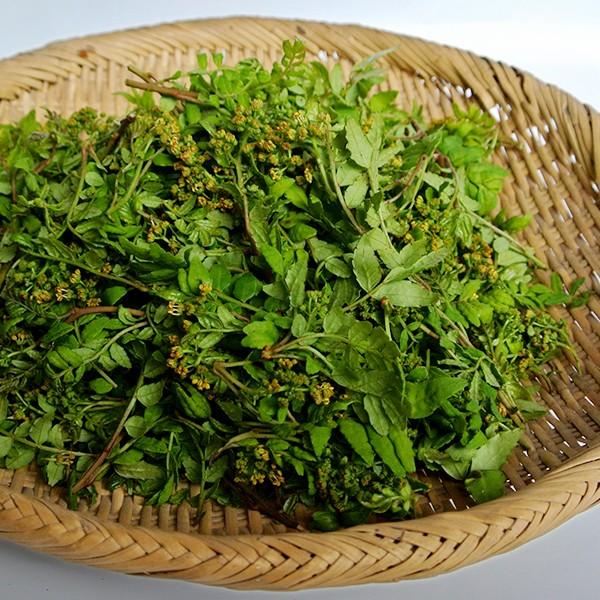 木の芽（生・丹波産）1kg : 篠山食料品店 - 通販 - Yahoo!ショッピング