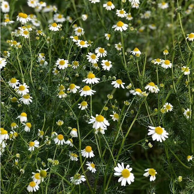 ６月頃販売再開予定 ジャーマンカモミール芳香蒸留水 ハーブウォーター 自社蒸留 篠山精油 100ml フローラルウォーター ハイドロソル ハーバルウォーター ささやまビーファーム ヤフー店 通販 Yahoo ショッピング