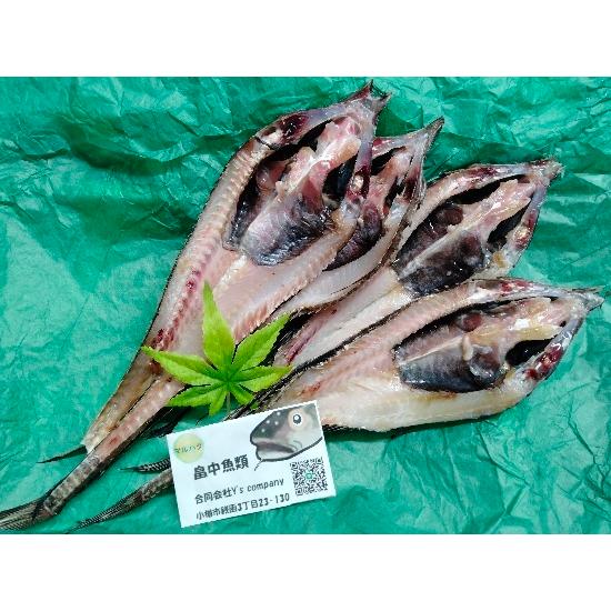 八角4尾 魚 小樽産 Sashimi23 畠中魚類さしみ屋 通販 Yahoo ショッピング